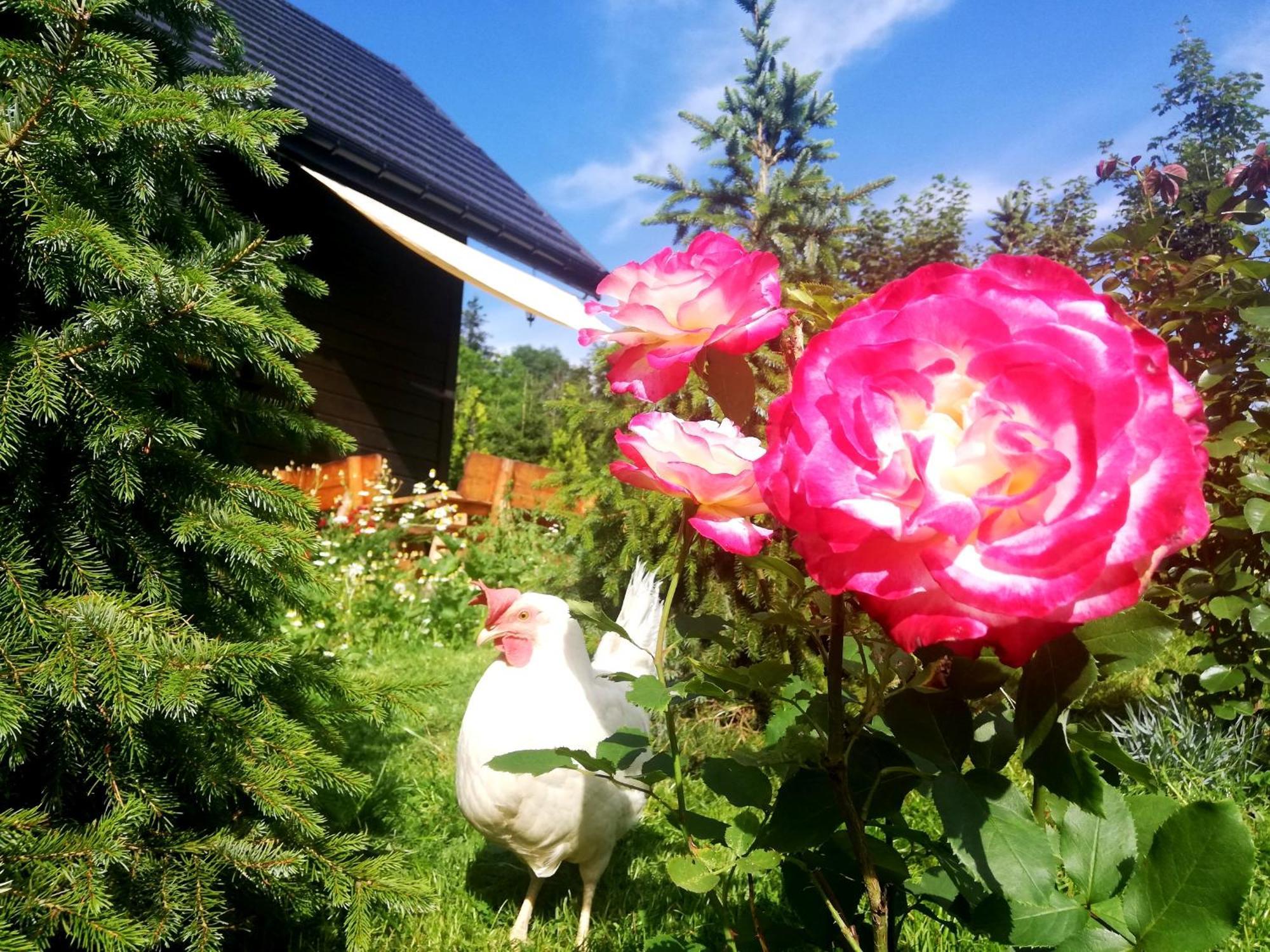 Beskidzka Ostoja Koszarawa Quarto foto